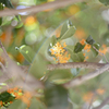 Osmanthus ⋆