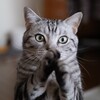 桃の「おねがい」