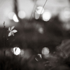 reminiscences 