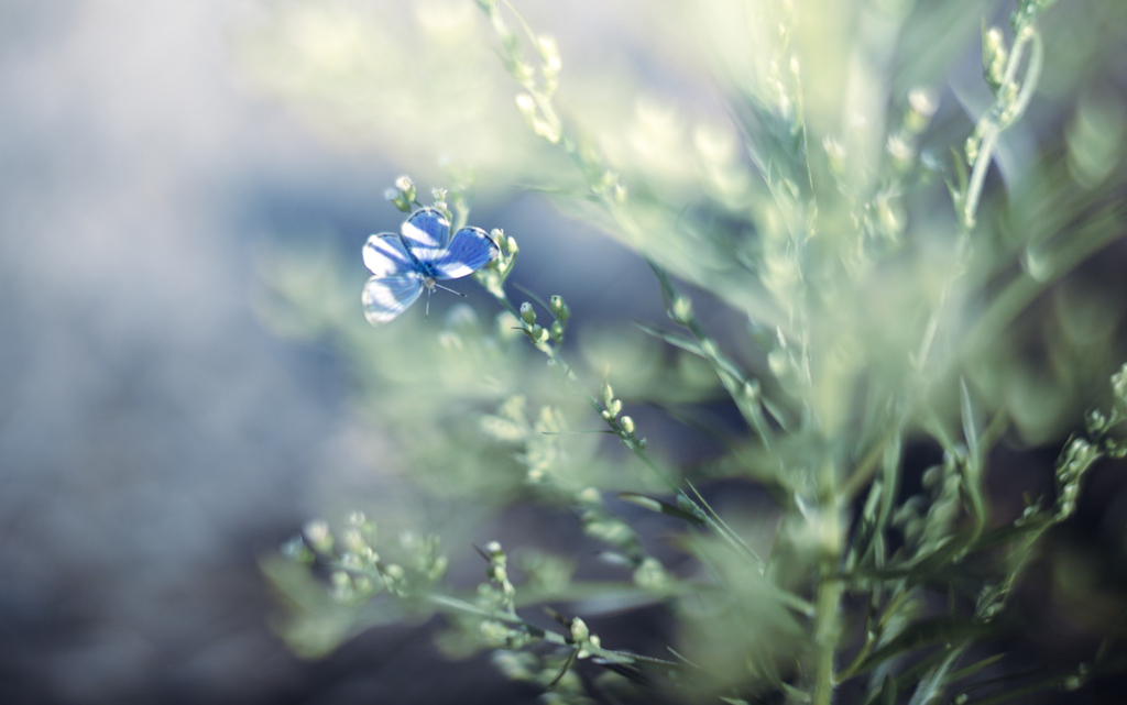 Little Butterfly
