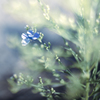 Little Butterfly