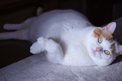 マロン　猫