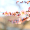 梅