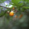 初夏のみのり*˖✧