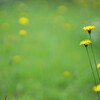 Flower drops*⋆°