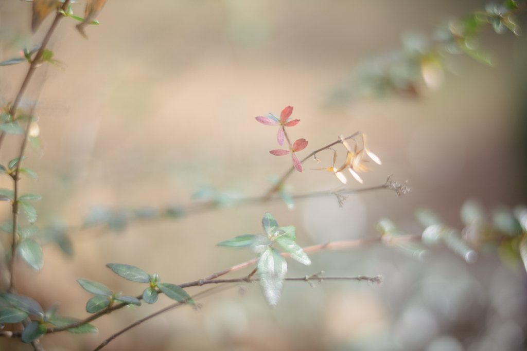 Abelia°˖