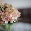 Hydrangea⋆