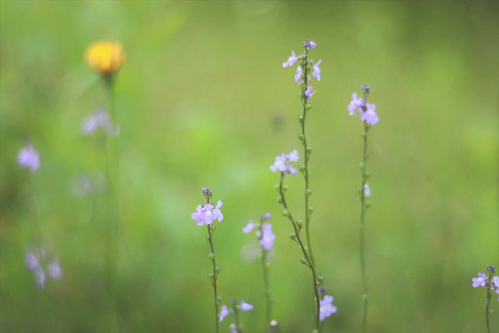 朝の雫˖✧