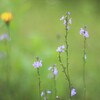 朝の雫˖✧