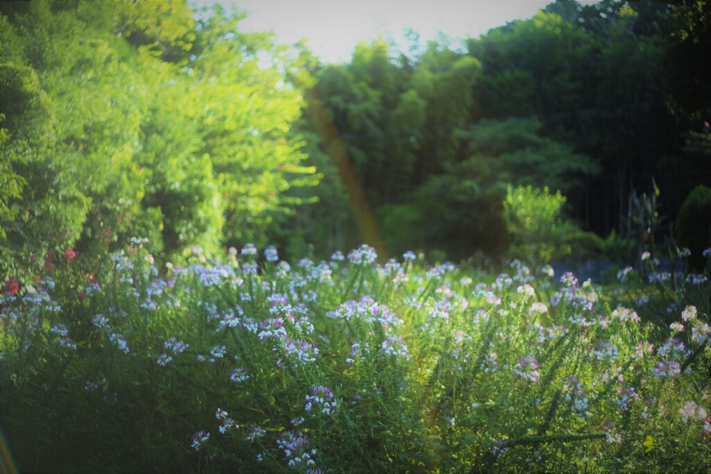 Cleome spinosa⋆