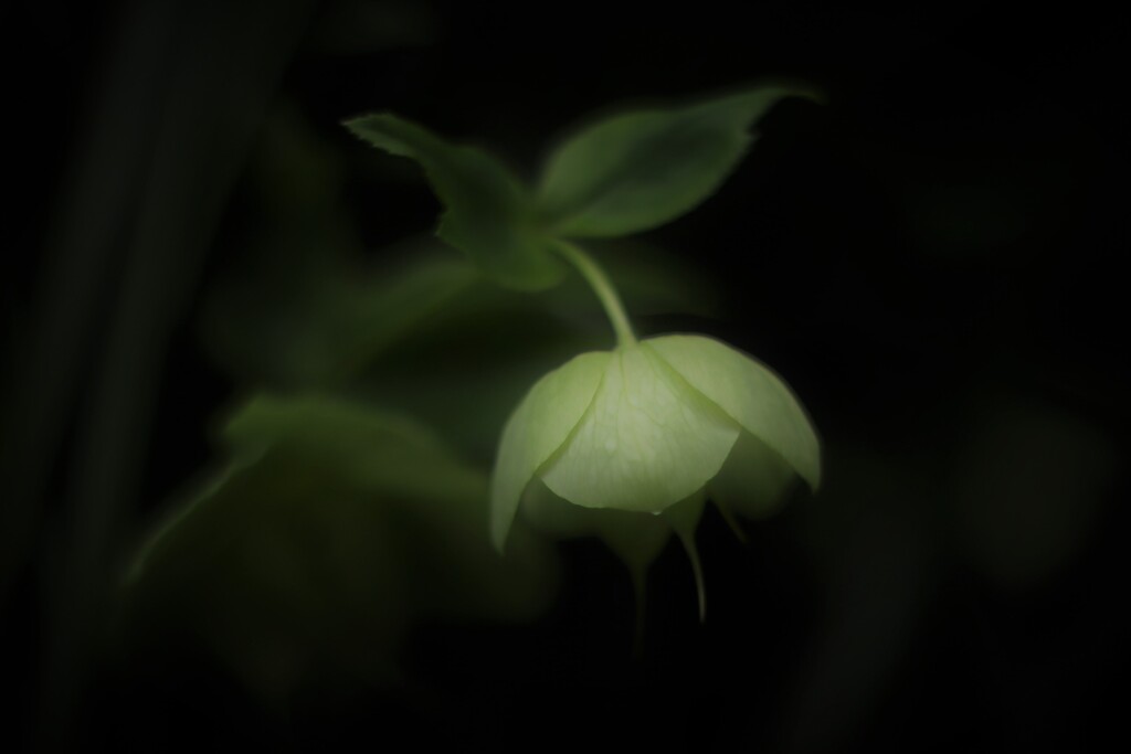 Dome light°˖✧