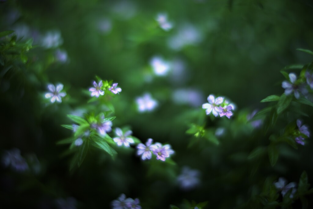 Smell of rain⋆