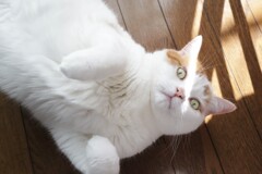 マロンの「おねがい」