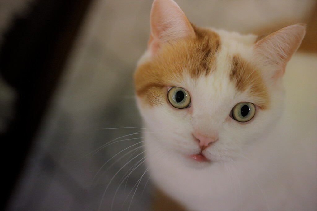 maron⋆