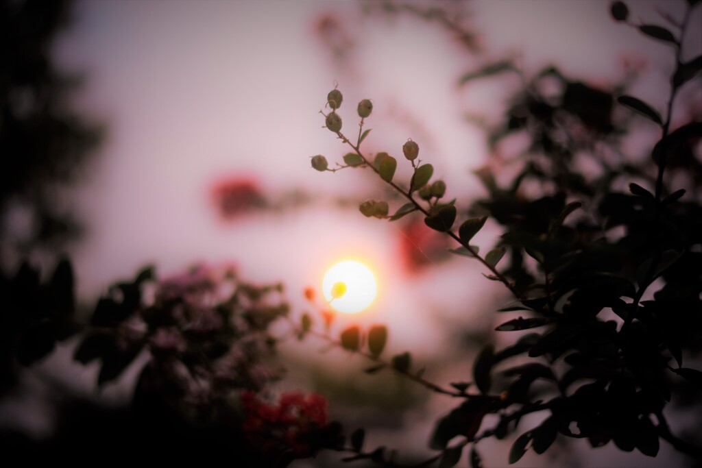 Lagerstroemia indica⋆