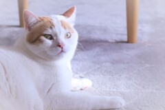 ごきげんよう！