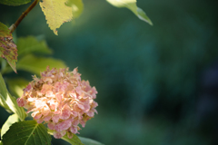 あきいろ紫陽花⋆