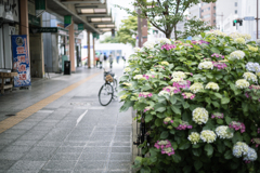 紫陽花street