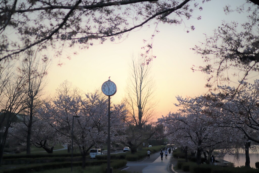 桜　run run