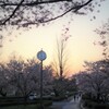 桜　run run