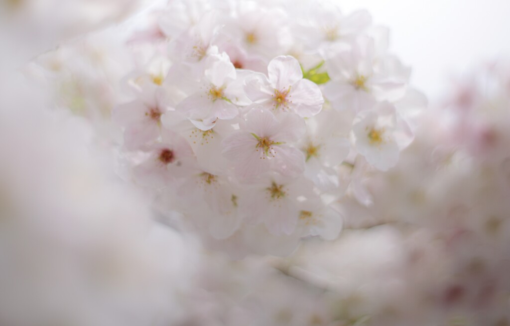 桜雲