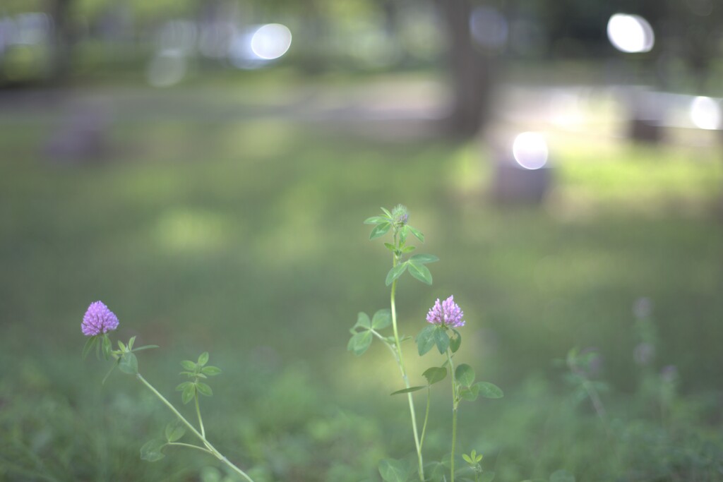 Red Clover°˖
