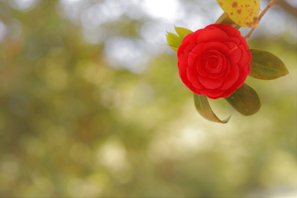 花の言葉