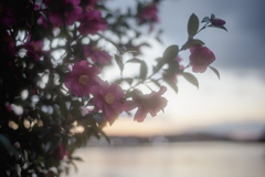 Christmas Camellia