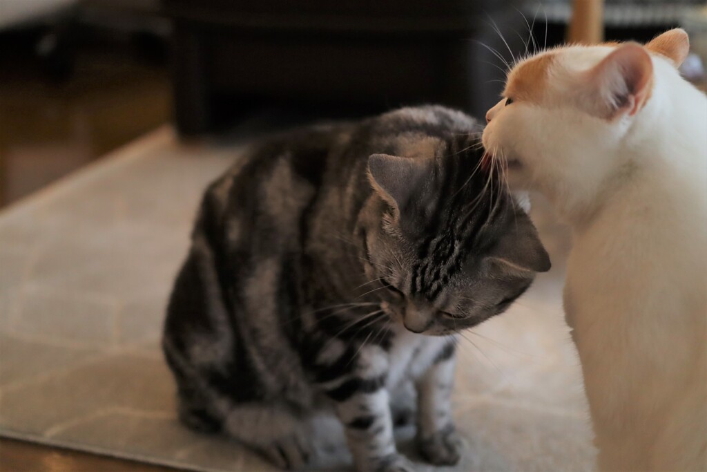 弟が好きらしい