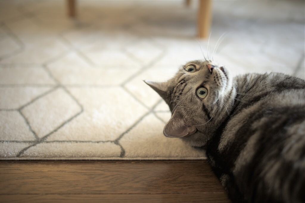 momo⋆