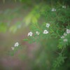 white drop°˖✧*