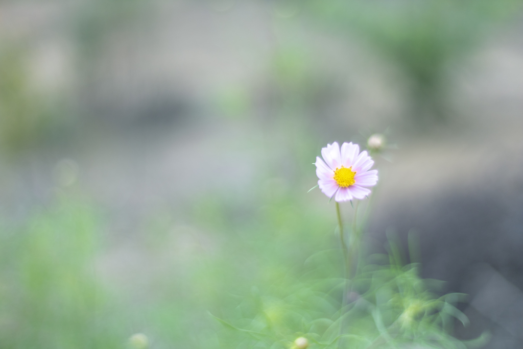 秋桜⋆