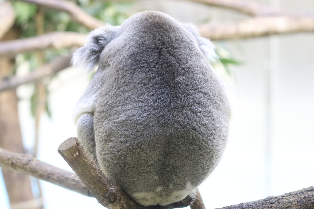 もふもふコアラ