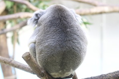 もふもふコアラ