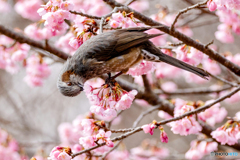 ヒヨ桜
