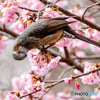 ヒヨ桜