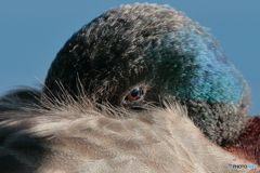 鳥の眼