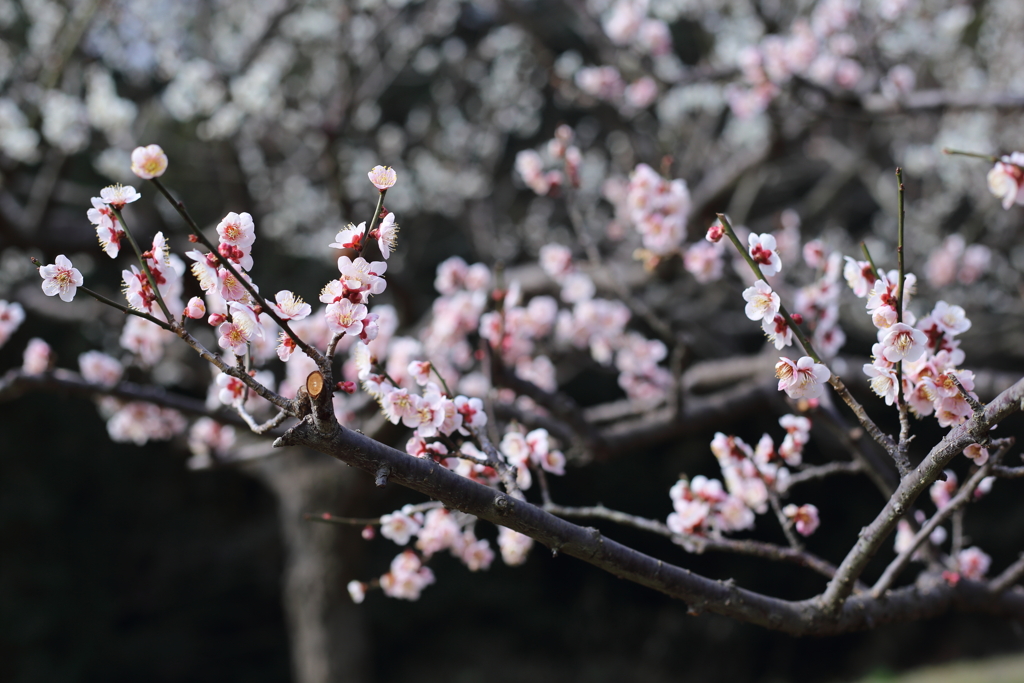 うめの花