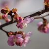 開花