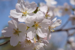 桜色