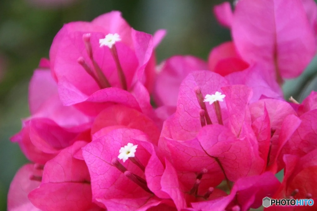 ブーゲンビリア