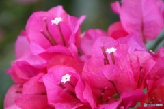 ブーゲンビリア