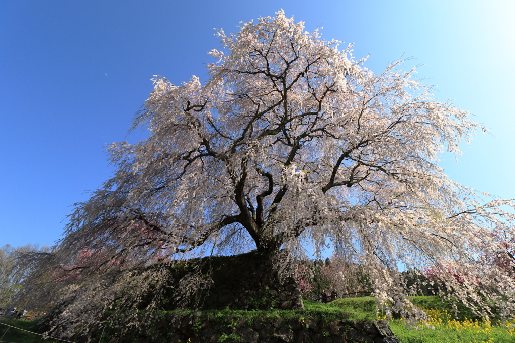 又兵衛桜