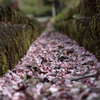 桜ももうおわり