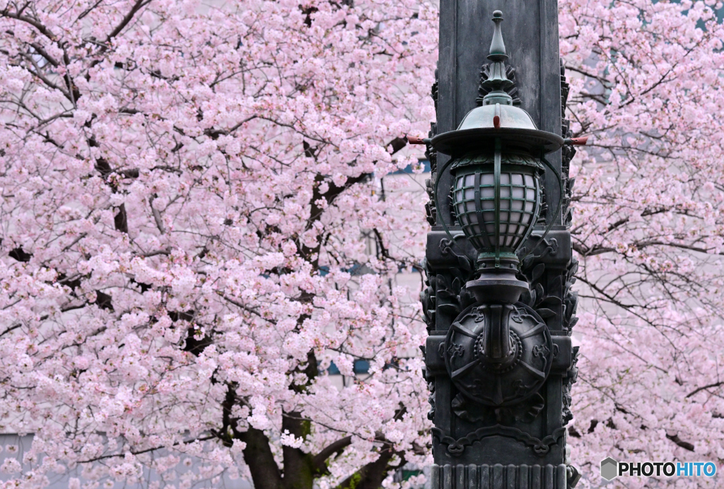 日本橋　桜