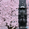 日本橋　桜