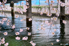 日本橋　桜