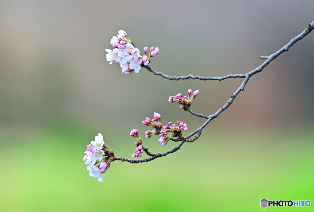 水元公園　桜