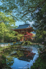 新緑に包まれる室生寺