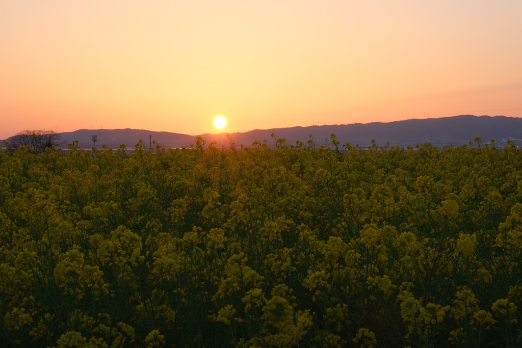 夕刻の菜の花